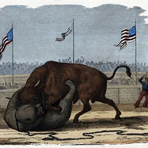 A fierce fight between a bull and a bear in an arena. In "