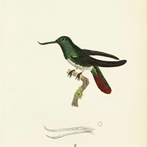 Hummingbirds Photo Mug Collection: Fiery Tailed Awlbill
