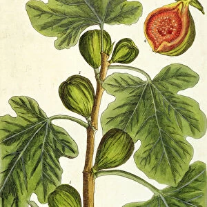 The Fig Tree, plate 125 from A Curious Herbal