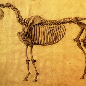 Finished Study for the First Skeletal Table of a Horse, c. 1766 (graphite on paper)