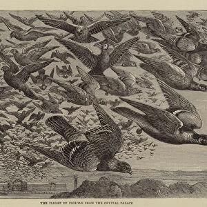 The Flight of Pigeons from the Crystal Palace (engraving)