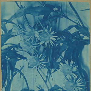 Floral Study, c. 1900 (cyanotype on original mount)