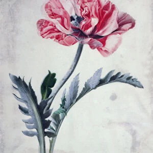 Flower Pieces, Oriental Poppy