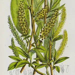 The Flowering Plants of Great Britain, c. 1880 (litho)