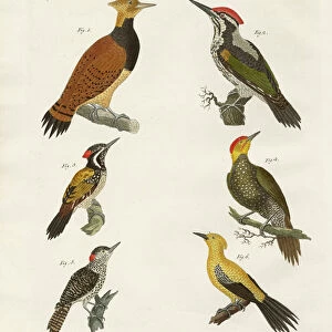 Woodpeckers Collection: White Naped Woodpecker