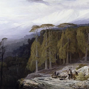 The Forest of Valdoniello, Corsica, 1869 (oil on canvas)