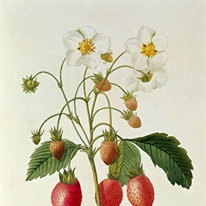 Fragaria (Strawberry), engraved by Chapuis, from Choix des Plus Belles Fleurs