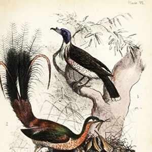 Lyrebirds Collection: Alberts Lyrebird