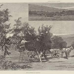Fruit-Gathering in California (engraving)