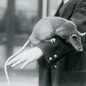 A Gambian, or African, Giant Pouched Rat looking down from the arm of its keeper