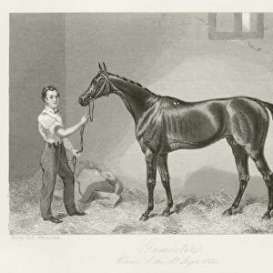 Gamester, foaled 1856 (b / w photo)