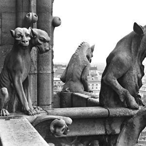 Two gargoyles from the balustrade of the Grande Galerie of the west facade, replica of a 12th century original (stone) (b / w photo)