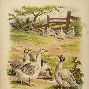 Eight Geese (chromolitho)