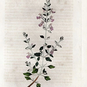 Germandree marum or germandree of cats - Cat thyme, Teucrium marum. Handcoloured copperplate engraving from a botanical illustration by James Sowerby from William Woodville and Sir William Jackson Hooker's " Medical Botany