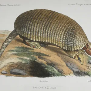 Giant armadillo (Priodontes gigas.)