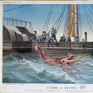The Giant Squid Caught by the Alecton off the Coast of Tenerife, 30th November 1861
