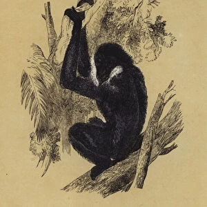 Gibbon (colour litho)