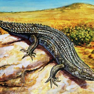 Lizards Collection: Gidgee Skink