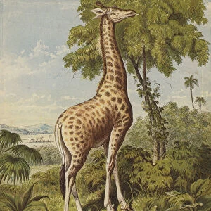 Giraffe (colour litho)