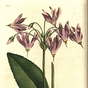 Giroselle of Virginia - American cowslip or Meads dodecatheon, Dodecatheon meadia. Handcolured copperplate engraving after a botanical illustration by James Sowerby from William Curtis The Botanical Magazine, Lambeth Marsh, London, 1787