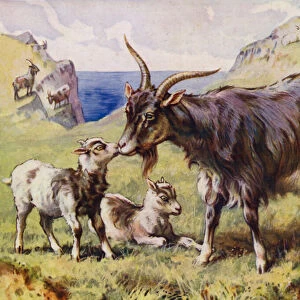 Goat and kids (colour litho)