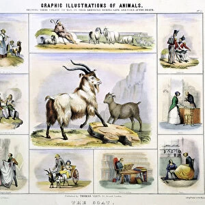 The Goat: Used for milk: cheese: meat: leather: textiles: gloves: shoes: draught. Hand-coloured lithograph by Waterhouse Hawkins, creator of the prehistoric animals for the Crystal Palace Exhibition of 1851
