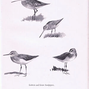 Godwits and Green Sandpipers, 1938 (litho)