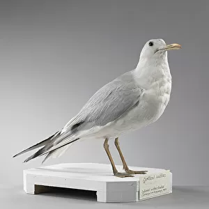Charadriiformes Collection: Slender Billed Gull