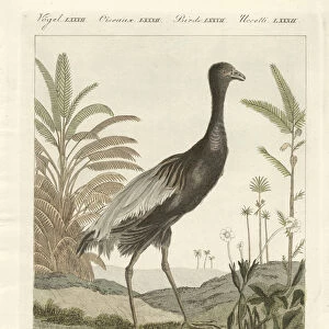 The goldenbreast trumpet bird (coloured engraving)