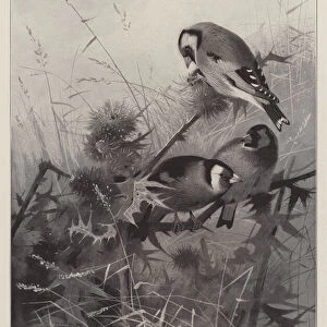 Goldfinches (litho)
