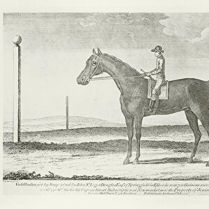 Goldfinder, foaled 1764 (b / w photo)