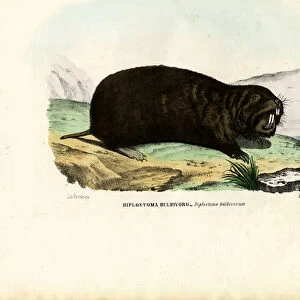 Gopher, 1863-79 (colour litho)