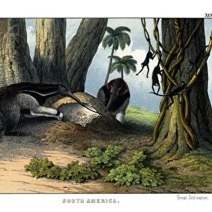 Great Anteater, 1860 (colour litho)