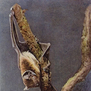 Great Bat, showing use of tail as additional foot (coloured photo)