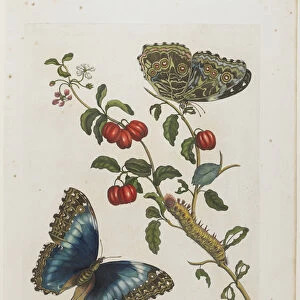 Great Blue Butterflies and Red Fruits, 1705-71 (hand-coloured etching & engraving)