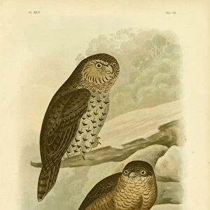 Great Owl Of The Brushes Or Powerful Owl, 1891 (colour litho)