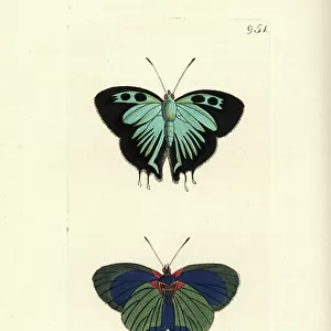 Butterfly Art Prints: Purple Hairstreak