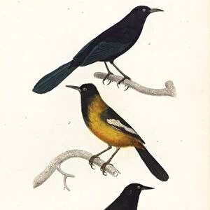 Greater Antillean grackle, Audubons oriole and red-winged black, 1839 (engraving)