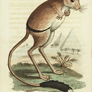 Dipodidae Canvas Print Collection: Greater Egyptian Jerboa