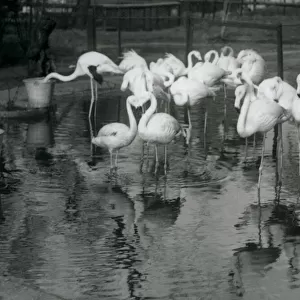 Greater Flamingos on their pond at London Zoo, 1926 (b / w photo)