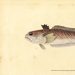 Greater weever, Trachinus draco (Greater weaver or sting-bull, Trachinus major). Handcoloured copperplate drawn and engraved by Edward Donovan from his Natural History of British Fishes, Donovan and F. C. and J. Rivington, London, 1802-1808