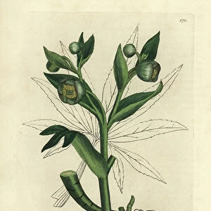Green flowered fetid hellebore or bear's foot, Helleborus foetidus