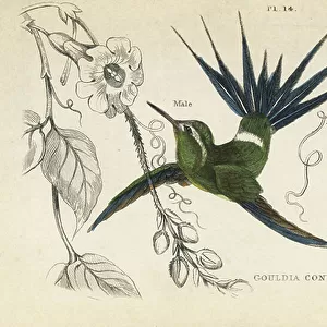 Hummingbirds Collection: Green Thorntail
