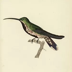 Hummingbirds Collection: Green Mango