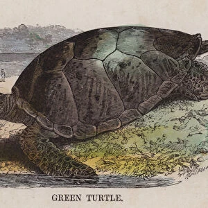 Green turtle (coloured engraving)