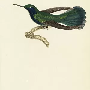 Hummingbirds Collection: Green Violetear