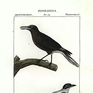 Butcherbirds Collection: Grey Butcherbird