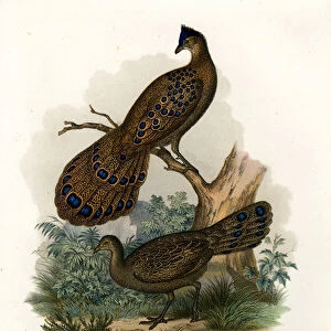 Grey Peacock-Pheasant, 1864 (colour litho)