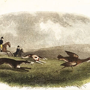 Greyhounds chasing a great bustard, Otis tarda, for sport