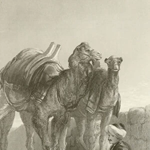 A group of Camels at Smyrna (engraving)